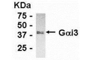 Image no. 1 for anti-Guanine Nucleotide Binding Protein (G Protein), alpha Inhibiting Activity Polypeptide 3 (GNAI3) (C-Term) antibody (ABIN2467820)