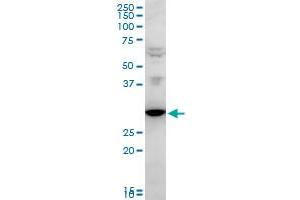 Image no. 3 for anti-Fas Apoptotic Inhibitory Molecule 2 (FAIM2) (AA 1-316) antibody (ABIN564985)