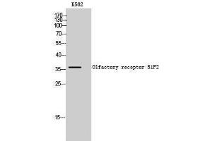 Image no. 1 for anti-Olfactory Receptor, Family 51, Subfamily F, Member 2 (OR51F2) (C-Term) antibody (ABIN3186117)