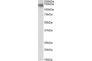 Image no. 1 for anti-CCAAT/enhancer Binding Protein (C/EBP), zeta (CEBPZ) (C-Term) antibody (ABIN5539915)