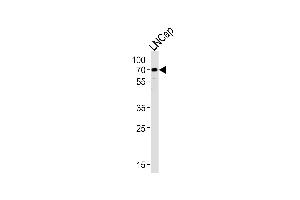 CYP51A1 antibody  (AA 250-279)