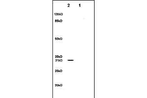 Image no. 1 for anti-Secreted Frizzled-Related Protein 1 (SFRP1) (AA 201-314) antibody (ABIN674694)