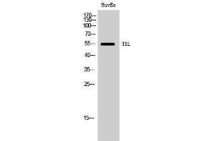 Image no. 1 for anti-Ets Variant 6 (ETV6) (Ser37) antibody (ABIN3180911)