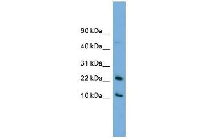 Image no. 1 for anti-GM2 Ganglioside Activator (GM2A) (N-Term) antibody (ABIN632538)