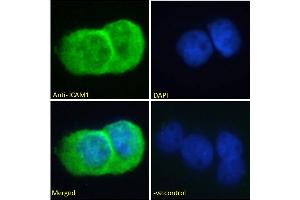 Image no. 1 for anti-Intercellular Adhesion Molecule 1 (ICAM1) (AA 313-327) antibody (ABIN2613438)
