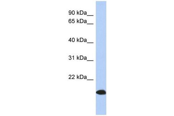 anti-ADP-Ribosylation Factor-Like 17B (ARL17) (Middle Region) antibody
