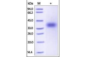 Human CD47, His Tag on SDS-PAGE under reducing (R) condition.