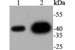 Image no. 3 for anti-Mitogen-Activated Protein Kinase 1 (MAPK1) antibody (ABIN5557448)