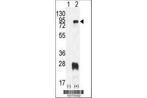 Image no. 2 for anti-Protein Arginine Methyltransferase 7 (PRMT7) (AA 1-30), (N-Term) antibody (ABIN387846)