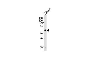 Image no. 1 for anti-Eukaryotic Translation Initiation Factor 3 Subunit E (EIF3E) (AA 248-276) antibody (ABIN1881290)