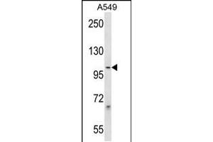 Image no. 1 for anti-Protocadherin beta 1 (PCDHB1) (AA 782-811), (C-Term) antibody (ABIN5532668)