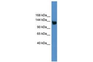 Image no. 1 for anti-Low Density Lipoprotein Receptor-Related Protein 8, Apolipoprotein E Receptor (LRP8) (AA 650-699) antibody (ABIN6746240)