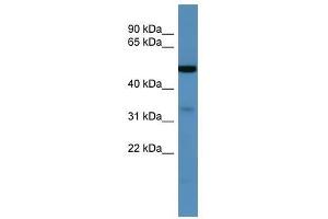 Image no. 1 for anti-Zinc Finger, DHHC-Type Containing 3 (ZDHHC3) (C-Term) antibody (ABIN929276)