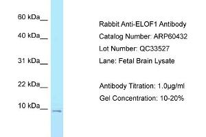 Image no. 1 for anti-Elongation Factor 1 Homolog (ELOF1) (N-Term) antibody (ABIN2788445)