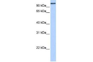 Image no. 1 for anti-MICAL-Like 1 (MICALL1) (N-Term) antibody (ABIN928561)
