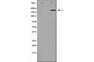 Image no. 3 for anti-Tight Junction Protein 1 (TJP1) antibody (ABIN6266146)