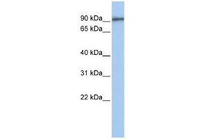 Image no. 1 for anti-G-2 and S-Phase Expressed 1 (GTSE1) (Middle Region) antibody (ABIN634185)