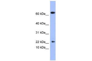 anti-phospholipase A2, Group V (PLA2G5) (N-Term) antibody