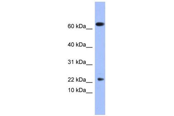 anti-phospholipase A2, Group V (PLA2G5) (N-Term) antibody
