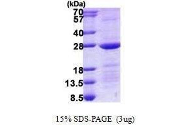 RAB10, Member RAS Oncogene Family (RAB10) protein
