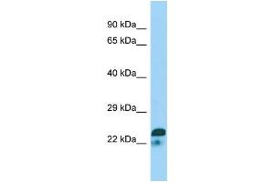 Image no. 1 for anti-Spindlin Family, Member 2A (SPIN2A) (N-Term) antibody (ABIN2790504)