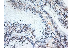 Image no. 9 for anti-Neurotrophin 3 (NTF3) (AA 139-257) antibody (ABIN1490920)