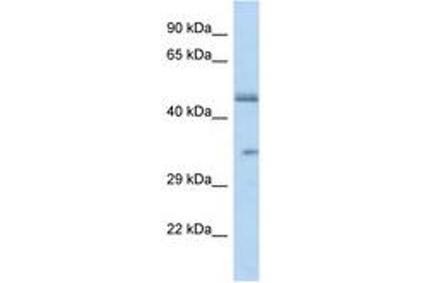 OR2L8 antibody  (C-Term)