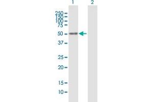 Western Blot analysis of NFIX expression in transfected 293T cell line by NFIX MaxPab polyclonal antibody.