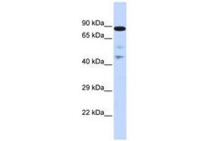 Image no. 1 for anti-RAD54-Like (RAD54L) (AA 216-265) antibody (ABIN6742672)