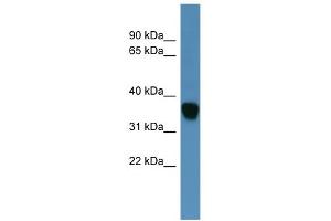 Image no. 1 for anti-Dihydrodiol Dehydrogenase (DDH) (N-Term) antibody (ABIN2788358)