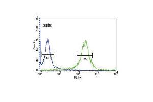 Image no. 2 for anti-Kruppel-Like Factor 5 (Intestinal) (KLF5) (C-Term) antibody (ABIN2489409)