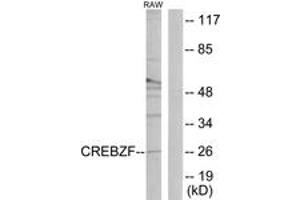 Image no. 1 for anti-CREB/ATF BZIP Transcription Factor (CREBZF) (AA 221-270) antibody (ABIN1534147)