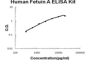Image no. 1 for alpha-2-HS-Glycoprotein (AHSG) ELISA Kit (ABIN6719928)
