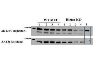 Image no. 5 for anti-V-Akt Murine Thymoma Viral Oncogene Homolog 3 (Protein Kinase B, Gamma) (AKT3) (Internal Region) antibody (Biotin) (ABIN5596896)