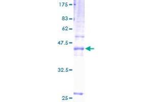 Image no. 1 for Tetraspanin 31 (TSPAN31) (AA 1-210) protein (GST tag) (ABIN1323932)