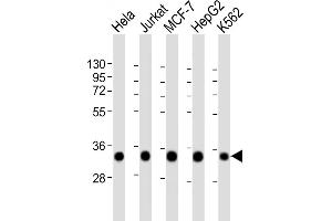 HNRNPA1L2 anticorps  (AA 22-56)