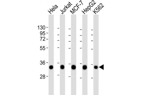 HNRNPA1L2 antibody  (AA 22-56)