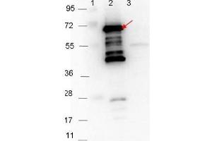 Image no. 1 for anti-P35 antibody (ABIN1043768)