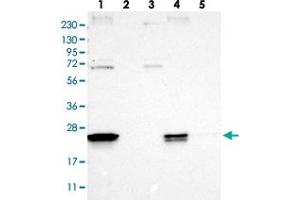 Image no. 1 for anti-Family with Sequence Similarity 213, Member A (FAM213A) antibody (ABIN5577821)