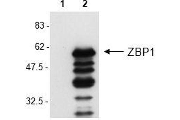 ZBP1 antibody  (AA 1-411)