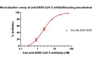 Neutralization (Neut) image for anti-SARS-CoV-2 Spike S1 (RBD) antibody (ABIN6952616)