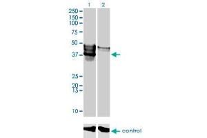 SGK196 anticorps  (AA 251-350)