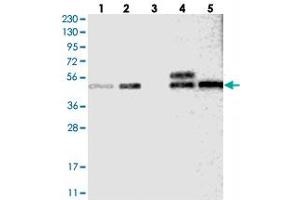 Image no. 1 for anti-Solute Carrier Family 43, Member 1 (SLC43A1) antibody (ABIN5588233)