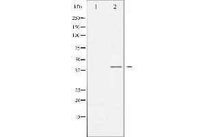 Image no. 3 for anti-CCAAT/enhancer Binding Protein (C/EBP), alpha (CEBPA) (pSer21) antibody (ABIN6256190)