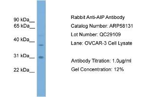 Image no. 1 for anti-Aryl Hydrocarbon Receptor Interacting Protein (AIP) (Middle Region) antibody (ABIN2787565)