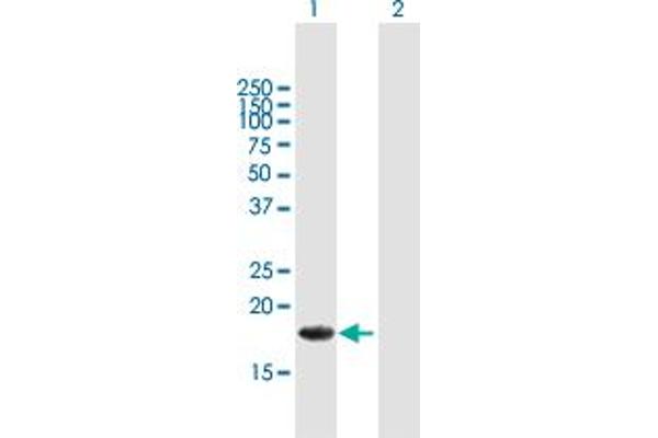 ALG13 anticorps  (AA 1-165)