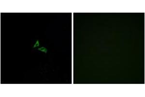 Image no. 2 for anti-Lysophosphatidic Acid Receptor 3 (LPAR3) (AA 281-330) antibody (ABIN1535669)