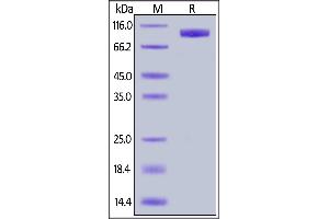 SDS-PAGE (SDS) image for Interleukin 23 Receptor (IL23R) (AA 24-355) (Active) protein (Fc Tag,AVI tag,Biotin) (ABIN6810042)