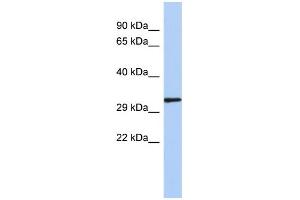 Image no. 1 for anti-NK2 Homeobox 2 (Nkx2-2) (N-Term) antibody (ABIN2779575)