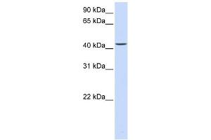 Image no. 1 for anti-Parvin, beta (PARVB) (C-Term) antibody (ABIN634626)